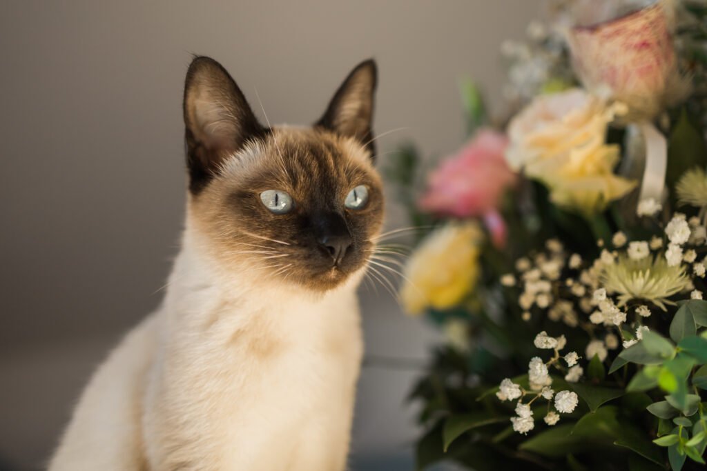 Hungry siamese cat portrait. Kitten is smelling flowers waiting for snacks on background of basket with roses at home